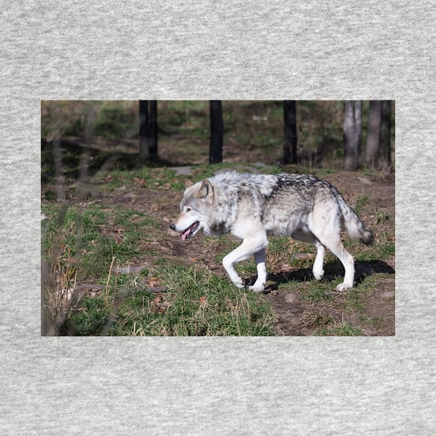 A lone timber wolf in the woods by josefpittner